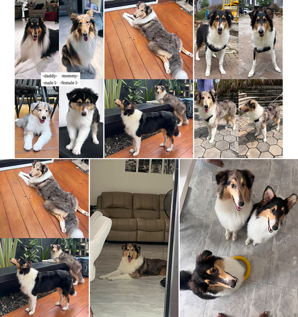 Dijual Anjing Langka & Pure Blood Rough Collie