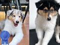 Dijual Anjing Langka & Pure Blood Rough Collie