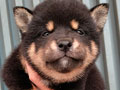 Jual Anakan Shiba Inu Good Quality
