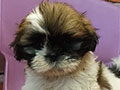 Jual Mini Shih Tzu