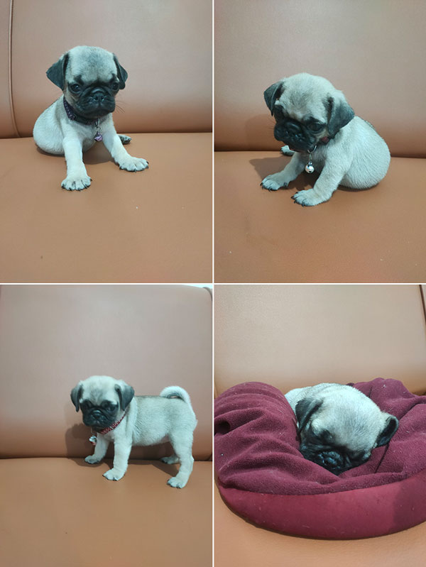 Jual Pug Puppies