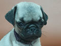 Jual Pug Puppies