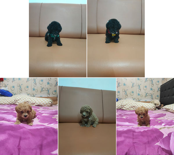 Jual Toy Poodle Puppies