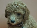 Jual Toy Poodle Puppies