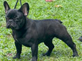 Jual Anakan French Bulldog Good Quality