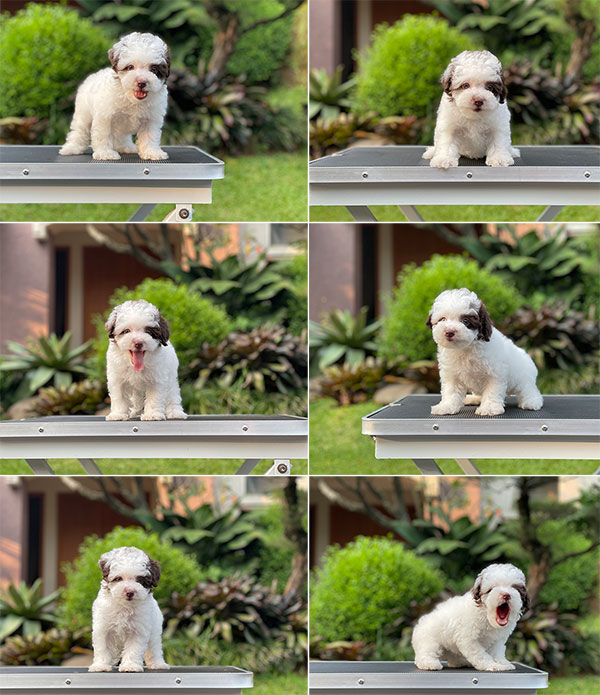 For Sale Puppy Tiny Male Parti Choco Poodle