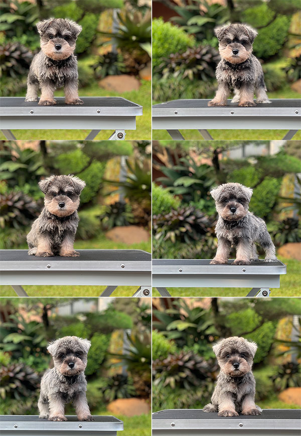 For Sale Puppy Male Female Miniature Schnauzer