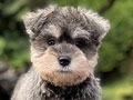 For Sale Puppy Male Female Miniature Schnauzer