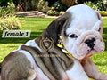 Premium Quality English Bulldog Puppies