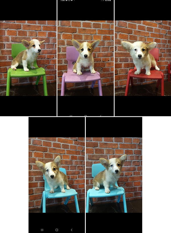 Jual Corgi Short & Long Hair