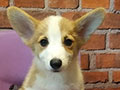 Jual Corgi Short & Long Hair