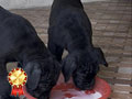 Jual Puppy Cane Corso