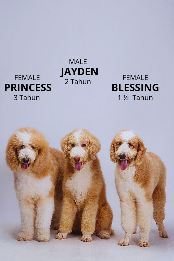 Dijual Indukan Giant Poodle Harga Flash Sale