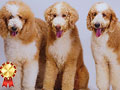 Dijual Indukan Giant Poodle Harga Flash Sale
