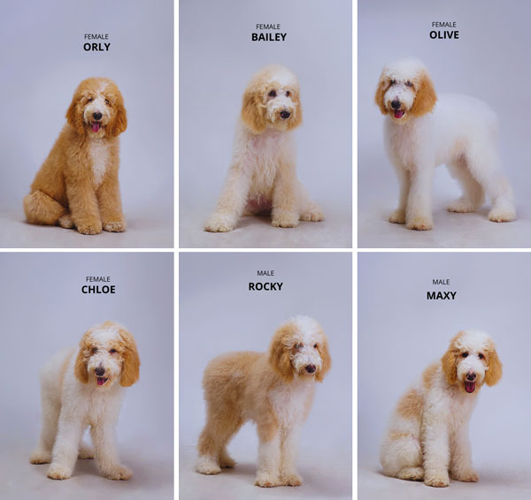 Puppies Giant Poddle Lucu & Friendly Harga Flash Sale