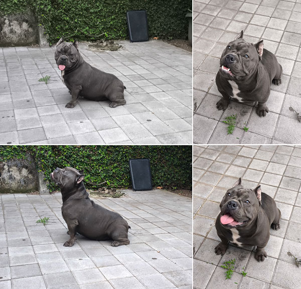 Dijual American Bully Berkualitas
