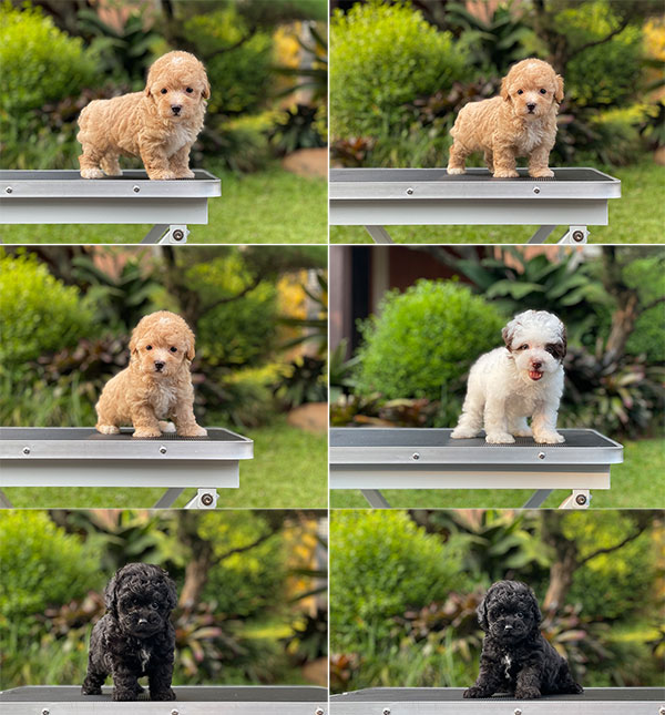 For Sale Puppy Tiny Poodle