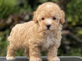 For Sale Puppy Tiny Poodle