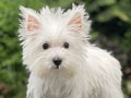 For Sale Puppy Male Female West Highland Terrier