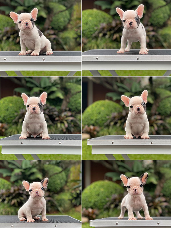 For Sale Puppy Male Female French Bulldog