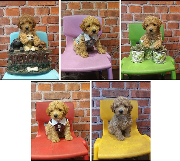 Jual Tiny Toy Poodle