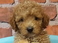 Jual Tiny Toy Poodle