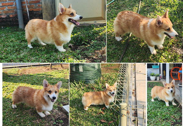 Pembroke Welsh Corgi Male Special Price