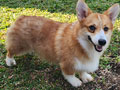 Pembroke Welsh Corgi Male Special Price