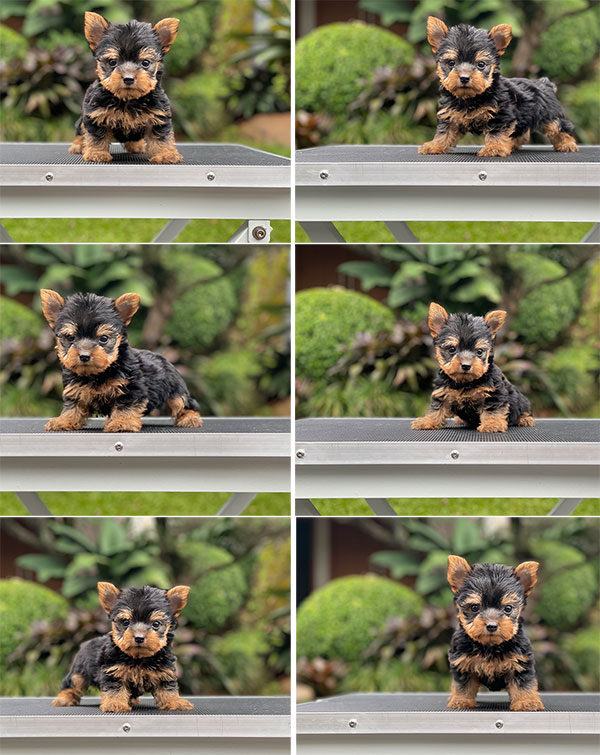 For Sale Puppy Male Super Mini Yorkshire Terrier