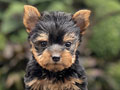 For Sale Puppy Male Super Mini Yorkshire Terrier