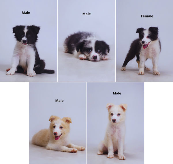 Dijual Anjing Border Collie Pintar & lucu