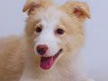 Dijual Anjing Border Collie Pintar & lucu