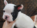 For Sale French Bulldog Good Quality