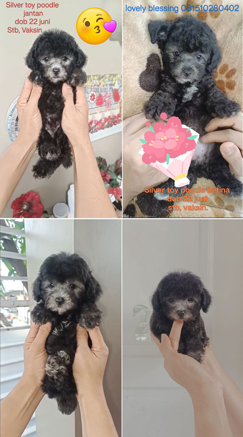 Poodle Puppies Silver Jantan Dan Betina