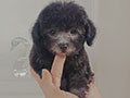 Poodle Puppies Silver Jantan Dan Betina