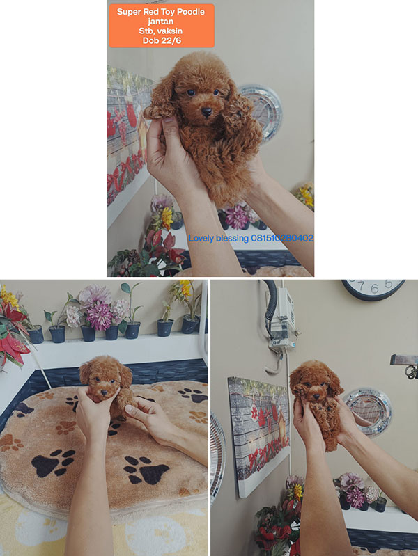Red Toy Poodle Puppies Jantan