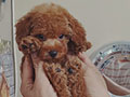 Red Toy Poodle Puppies Jantan