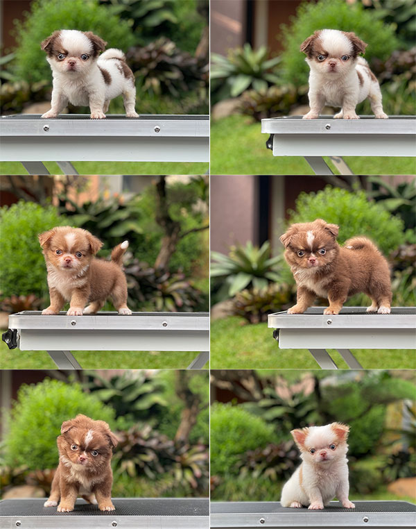For Sale Puppy Male Mini Chihuahua