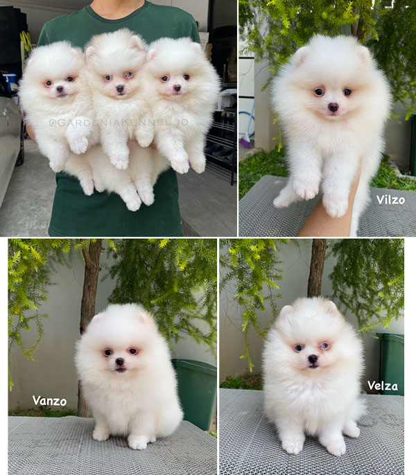 Dijual Mini Pom Anak Import Rusia