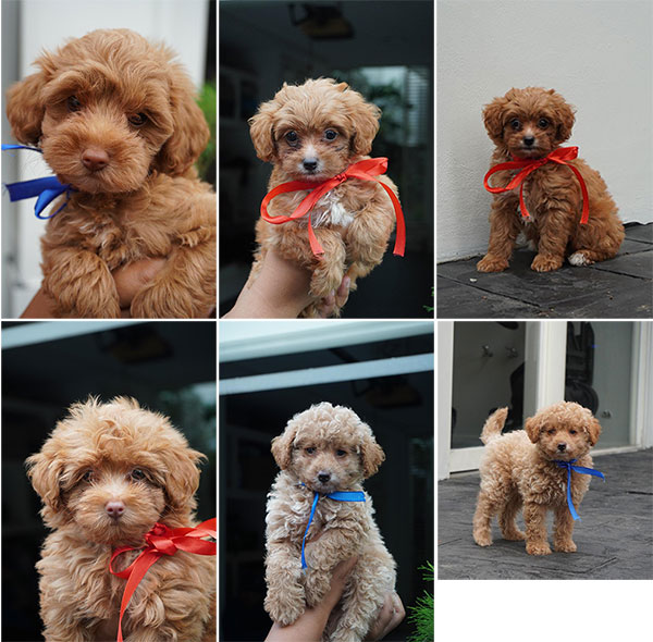 Jual Puppy Golden Poodle