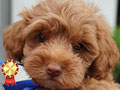 Jual Puppy Golden Poodle