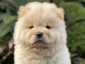 For Sale Puppy Male Female Chow Chow