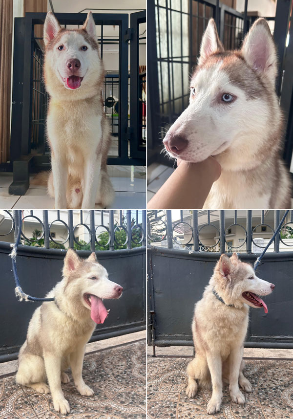 For Sale Teenager Husky – Siberian Husky Light Red