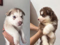 For Sale 6 Baby Husky – Siberian Husky Light Red