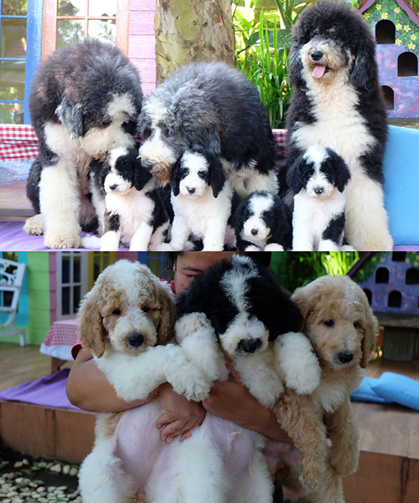 Dijual Puppies Giant Poodle