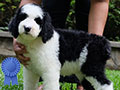 Dijual Puppies Giant Poodle