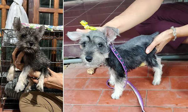 Jual 2 Ekor Miniature Schnauzer Jantan