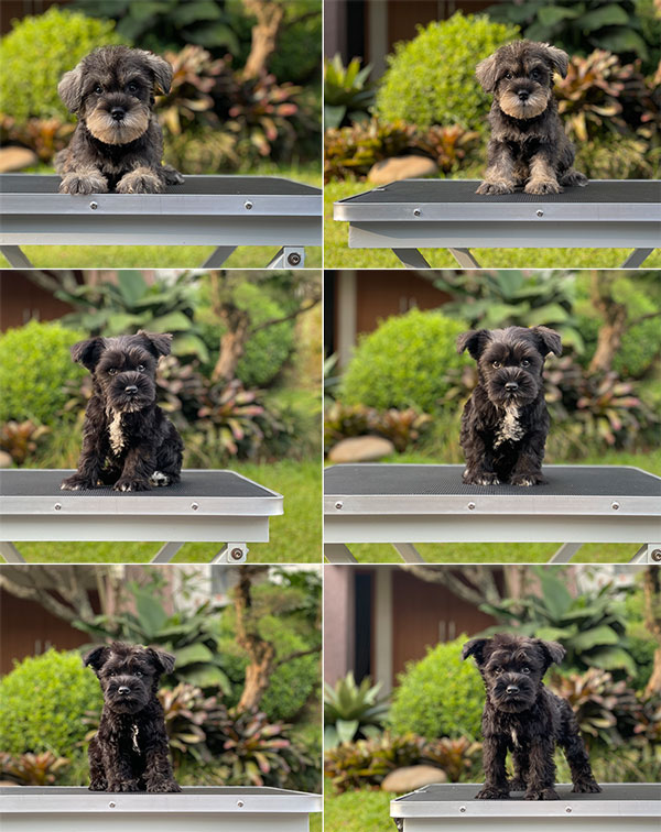 Miniature Schnauzer Black & Salt Pepper