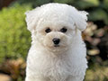 For Sale Puppy Male Female Bichon Frise