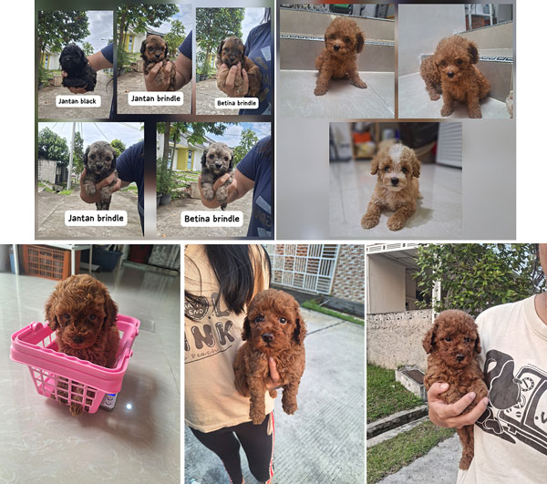 Dijual Anakan Poodle Size Tiny Dan Toy